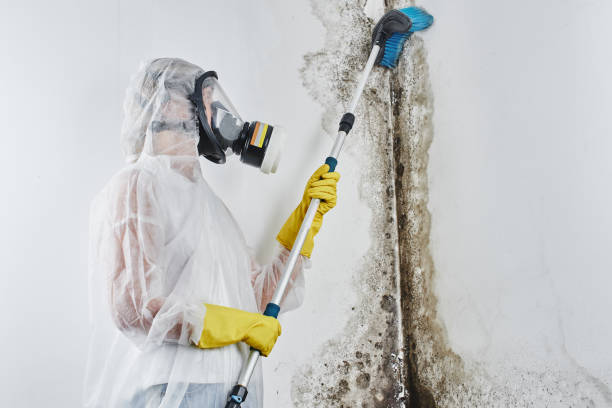 Best Black Mold Removal  in Burns Flat, OK